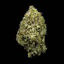G77-Alien OG.webp